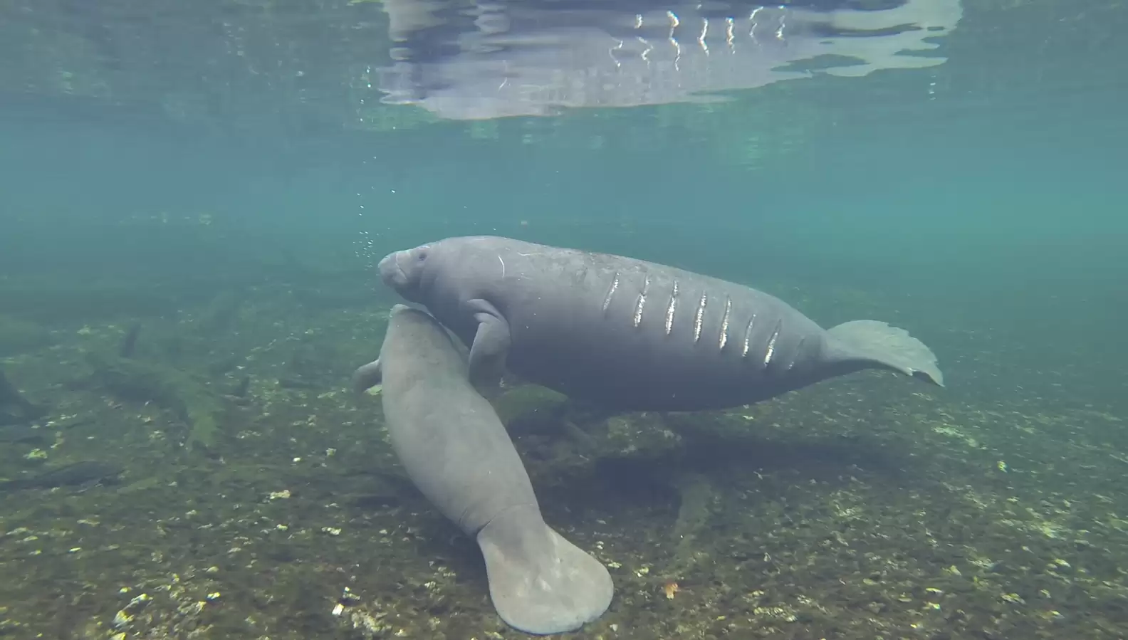 Mama manatee with marks from boat repellers